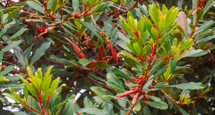 Flora and Fauna tours in Madeira - Laurus novocanariensis